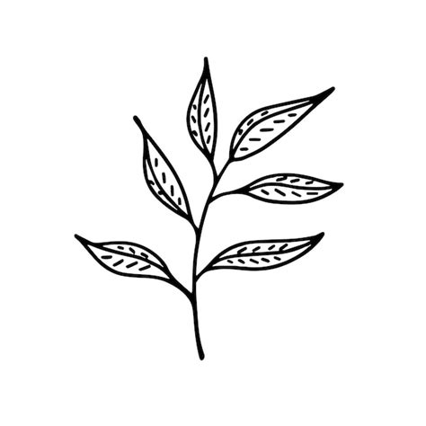 Premium Vector Plant Brunch With Leaves Hand Drawn Illustration