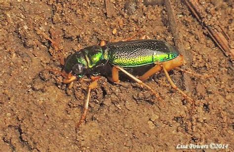 Virginia Metallic Tiger Beetle Tetracha Virginica Bugguide Net