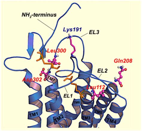 Ijms Free Full Text Misfolded G Protein Coupled Receptors And Endocrine Disease Molecular