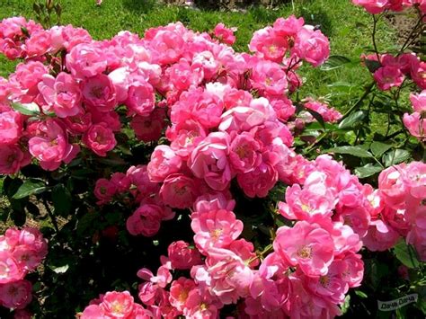 Роза флорибунда Анжела (Angela, Ангела) (Rose floribunda Angela ...