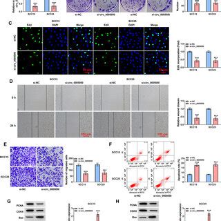 Knockdown Of Circ Suppressed The Malignant Biological Behavior