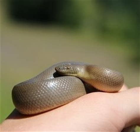 Rubber Boa - Snake Facts