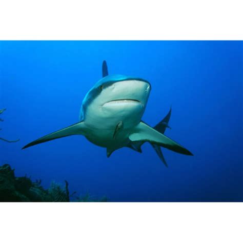 Highland Dunes Caribbean Reef Shark By Wrapped Canvas Photograph Wayfair