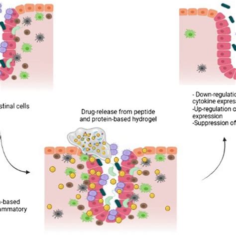 Schematic Representation Of Protein And Peptide Based Hydrogel Approach