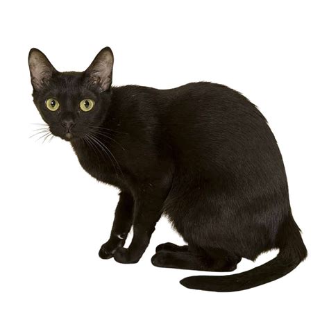 Бомбайска котка | VetWorld