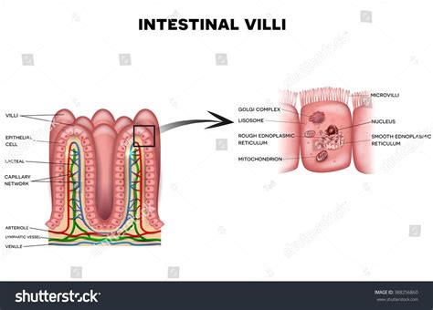 Intestinal Villi And Microvilli Detailed Anatomy On A White Background