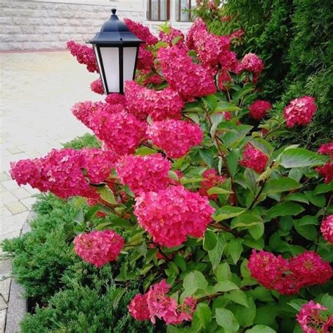 Гортензия метельчатая Фрайз Мельба: купить саженцы Hydrangea paniculata ...