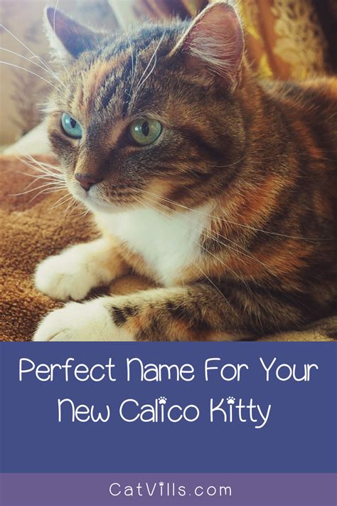 Cool Cat Names Female Calico – Animal Enthusias Blog