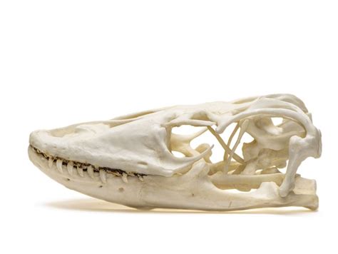 Komodo Dragon Skull Replica