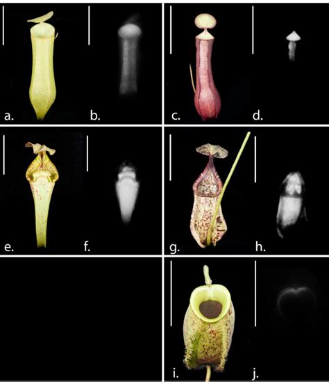 5 Front Views Of Upper Left And Lower Right Pitchers Of The Three