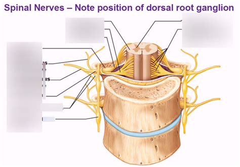 Dorsal Root Ganglion Diagram Quizlet