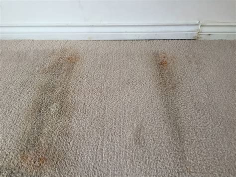 How To Get Rid Of Black Mold Out Carpet