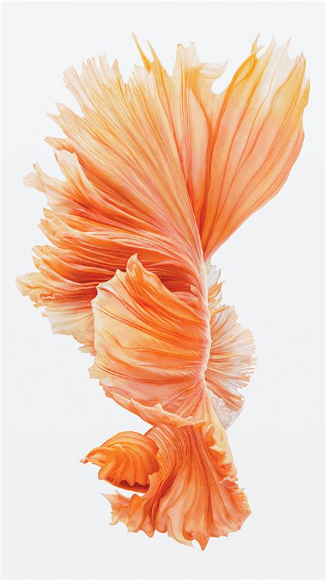 Apple Software Wallpapers - Top Free Apple Software Backgrounds