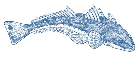 Dusky Flathead - GoodFish Australia's Sustainable Seafood Guide