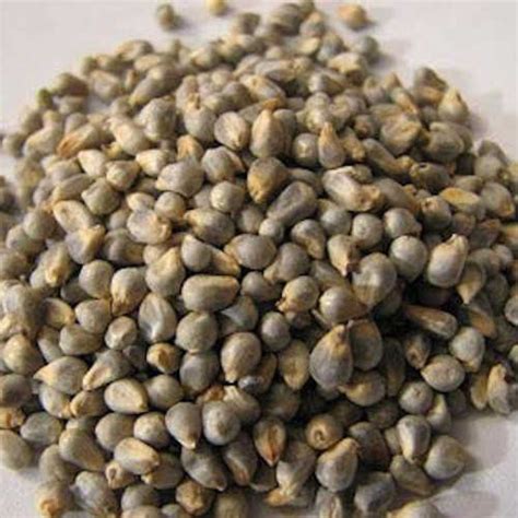 Pearl Millet Facts And Health Benefits