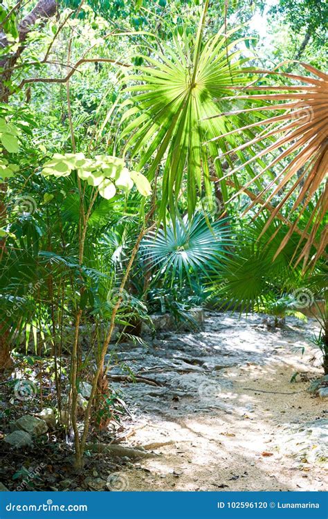 Riviera Maya Rainforest Jungle Mexico Stock Photo Image Of Mexico