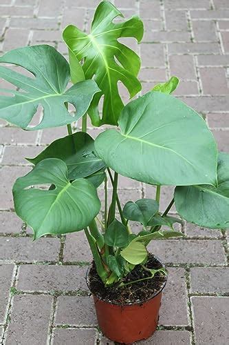 Swiss Cheese Plantmonstera Deliciosa Plant 55cm To 65 Cm Tall In 17 Cm Pot Uk