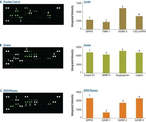 Angiogenesis Assay Kits: Proteome Profiler Antibody Arrays | Bio-Techne