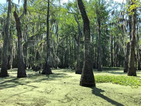 How To Visit The Bayou And Swamps In Louisiana Urbaine City