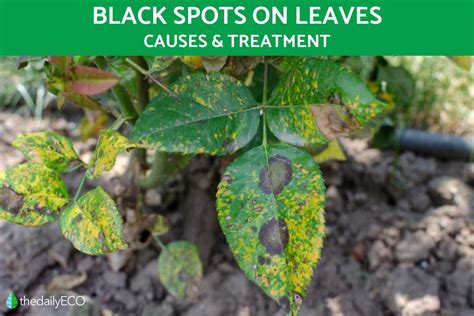 What Do Black Spots On Leaves Mean Causes And Treatment