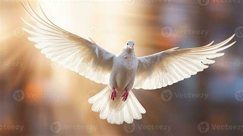 A white dove on bright light shines from heaven background. Symbol of ...