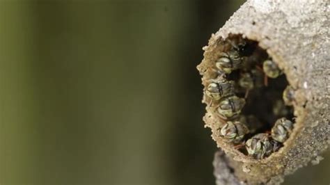 Melipona Native Stingless Bees Mexico — Stock Video © Schlyx #315591952