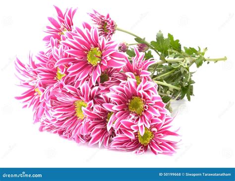 Pink Flower With Long Thin Petals A Yellow Center Stock Photo