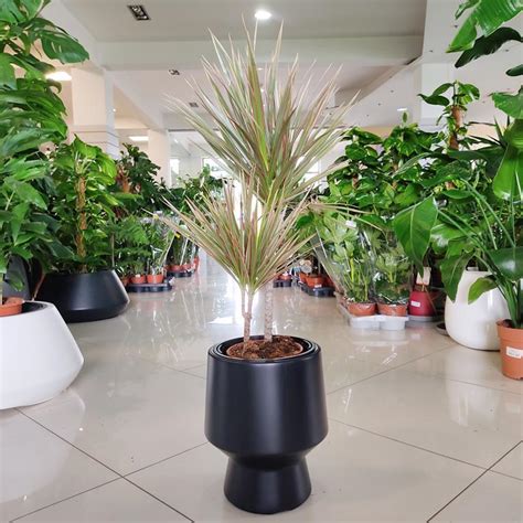 Dracena Obrze Ona Dracaena Marginata Bicolor Cm Sklep