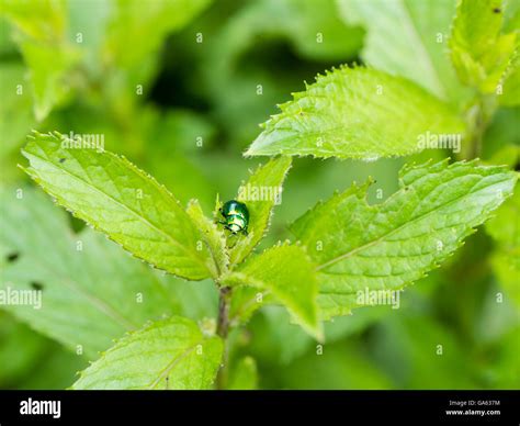 Mint Leaf Beetle Chrysolina Herbacea On A Mint Leaf Stock Photo Alamy