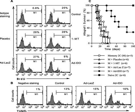 Tryptophan catabolism inhibits the effector function of T CM cells but... | Download Scientific ...