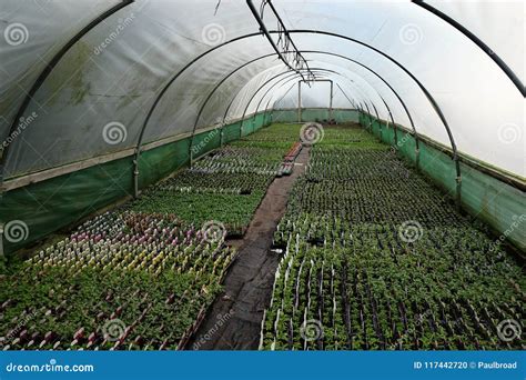 Polythene Tunnel As Plastic Greenhouse For Growing Vegetables Royalty