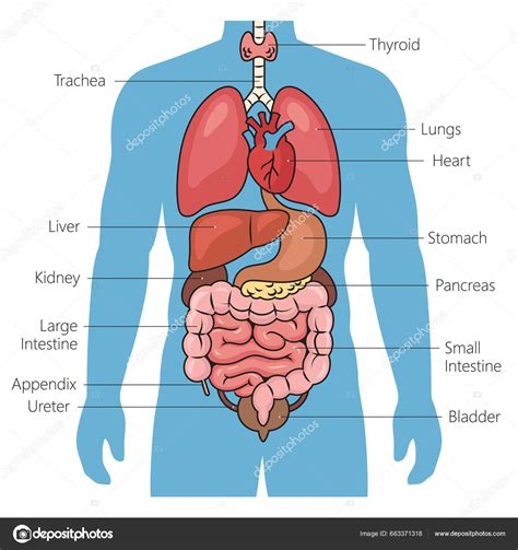 M Nskliga Inre Organ Diagram Schematisk Raster Illustration Medicinsk