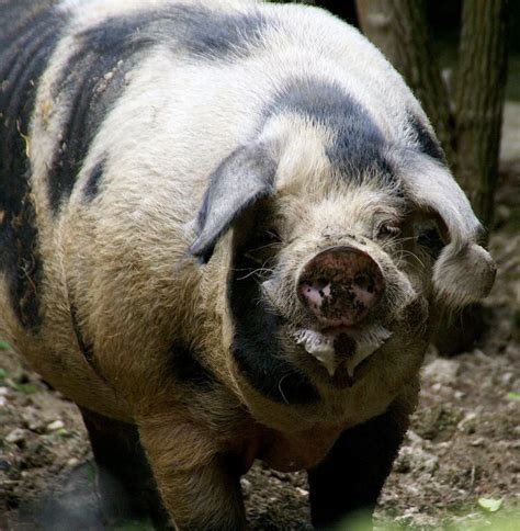 Bentheim Black Pied Pig Alchetron The Free Social Encyclopedia