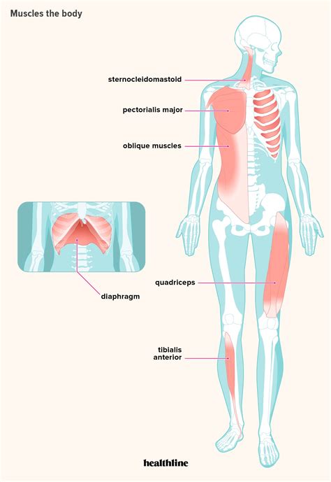 Diagram Of Body Muscles And Names / The muscular system consists of ...