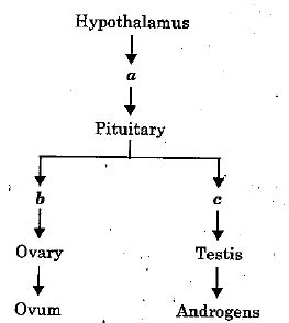 Endocrine System Flow Chart