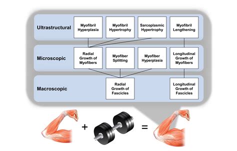 Skeletal Muscle Cell Diagram Microscope
