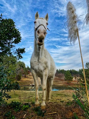 White Horse Fence Stock Photo - Download Image Now - Animal, Color ...