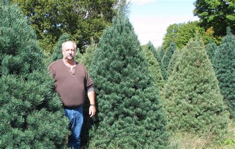 Scotch Pine | Wholesale Christmas Trees