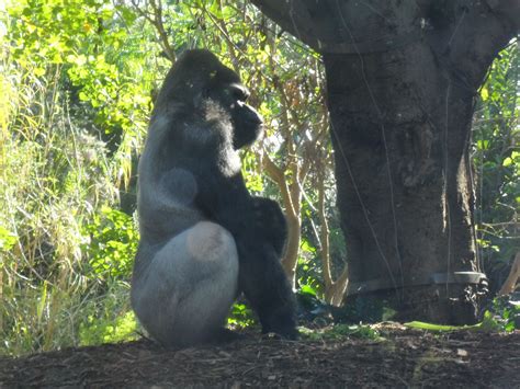 The magnificent Silver-back Gorilla at Melbourne Zoo