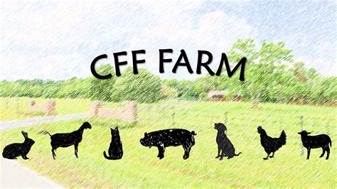 Meet Our Rabbits Cff Farm