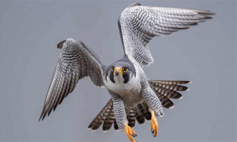 Falcons: Birds of Prey with Incredible Speed and Hunting Abilities ...