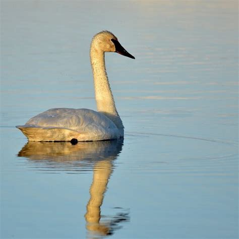 Trumpeter Swan - Facts, Diet, Habitat & Pictures on Animalia.bio