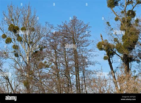 Mistletoes Hi Res Stock Photography And Images Alamy