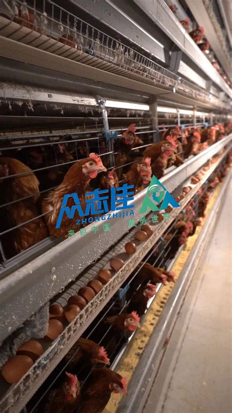 Modern Poultry Farm H Type Fully Automatic Battery Broiler Baby Chicken