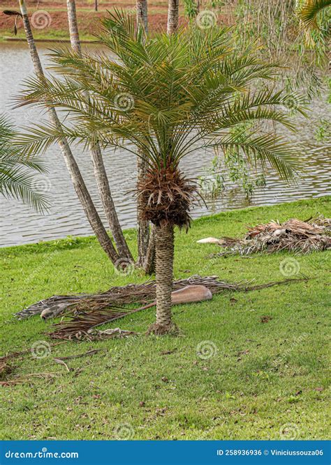 Pygmy Date Palm Tree Stock Photo Image Of Liliopsida 258936936