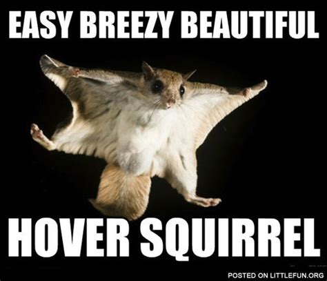 LittleFun - Easy breezy beautiful, hover squirrel