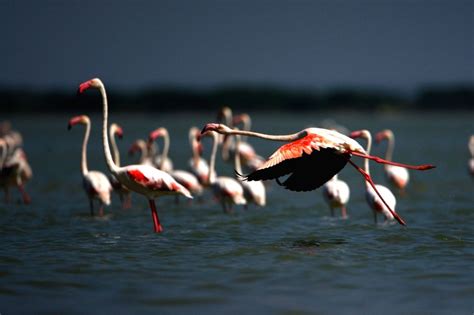 Sullurpeta (Andhra Pradesh): Flamingos at Pulicat lake