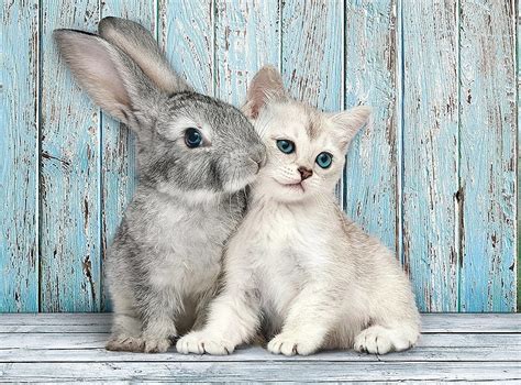 Cute Bunnies And Kittens