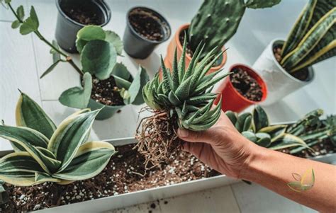 How To Replant And Transplant Succulents Successfully Leading Lifestyle