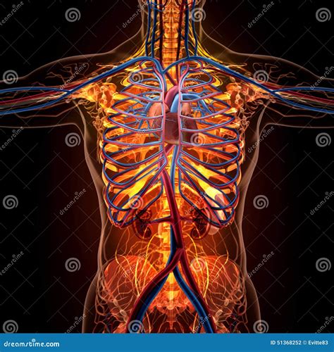 Anatomy Of Human Organs In X Ray View Stock Illustration Image 51368252